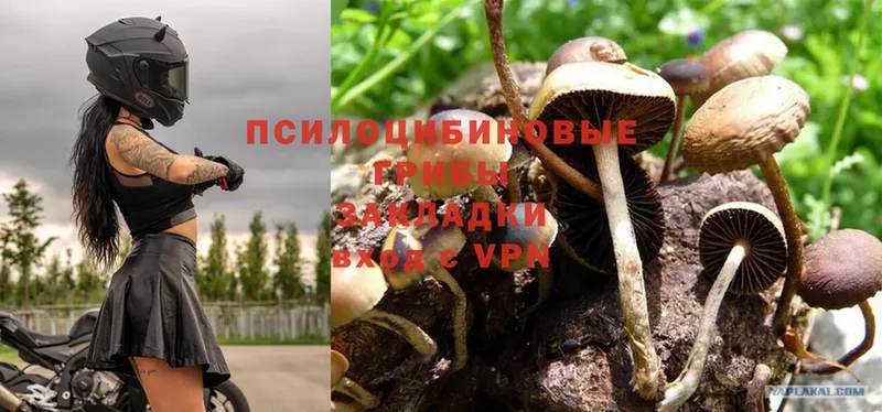 Галлюциногенные грибы Psilocybe  Фролово 